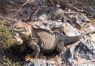 Click for enlarged photo