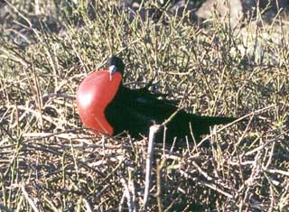 Click for enlarged photo