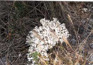 Click for enlarged photo