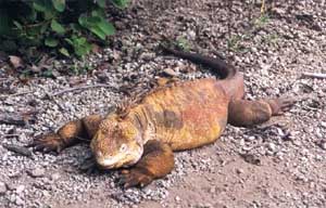 Click for enlarged photo