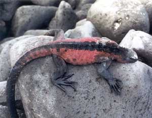 Click for enlarged photo