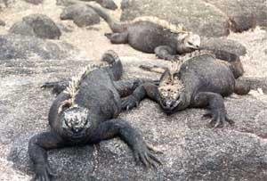 Click for enlarged photo