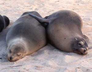 Click for enlarged photo