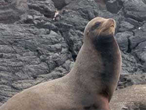 Click for enlarged photo