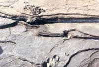 Click for enlarged photo