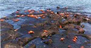 Click for enlarged photo